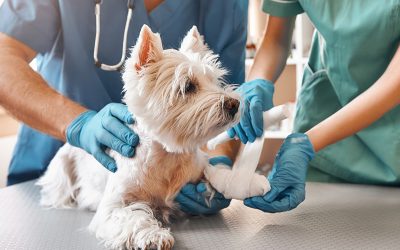 Auxiliar técnico de veterinaria